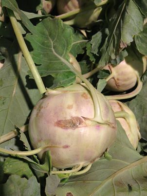 Kohlrabi